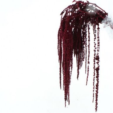 AMARANTHUS HANGING BORDEAUX