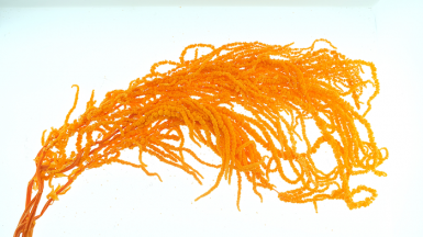 AMARANTHUS HANGING ORANGE