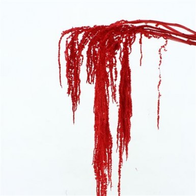 AMARANTHUS HANGING RED