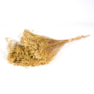 BROOM BLOOM NATURAL