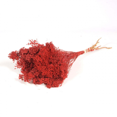 BROOM BLOOM RED