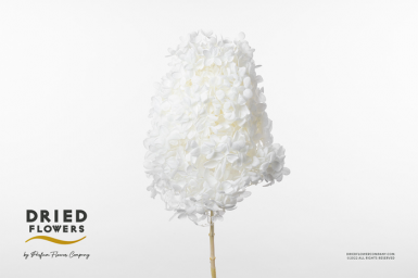 HYDRANGEA BLEACHED ANNA