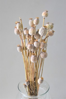 PAPAVER