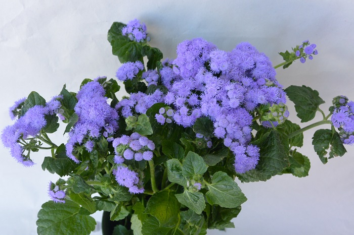 AGERATUM