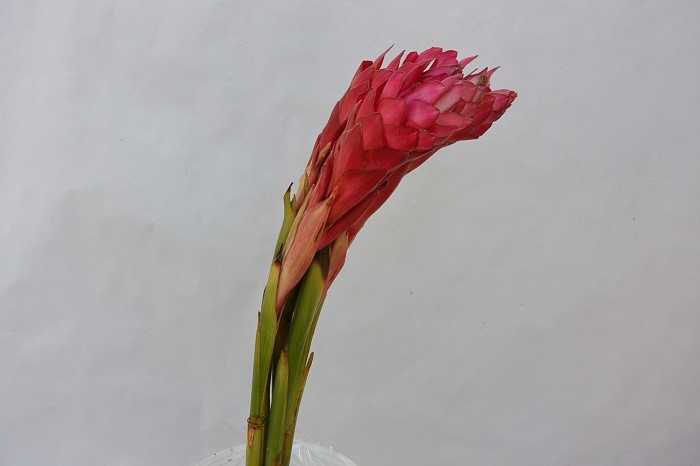 ALPINIA PURPURATA 2
