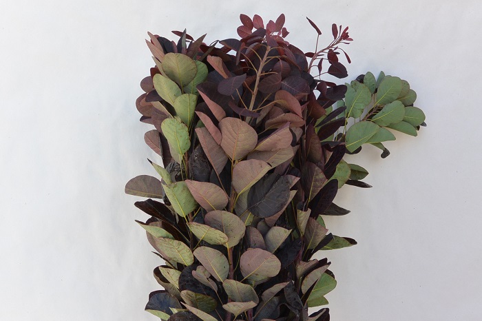 COTINUS ROYAL PURPLE