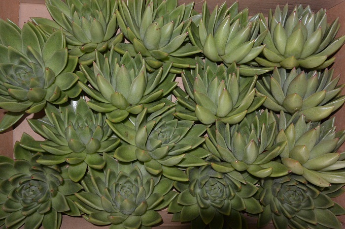 ECHEVERIA AGAVOIDES