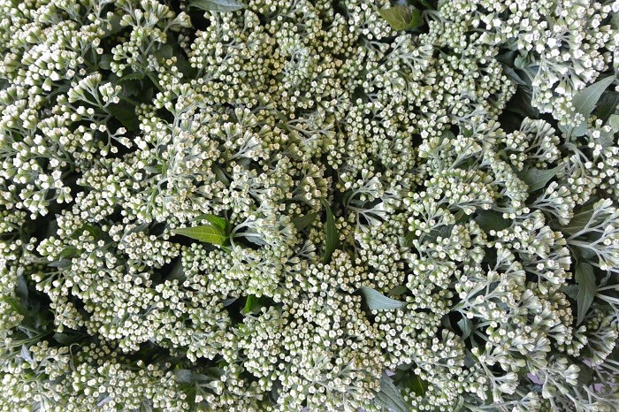 EUPATORIUM