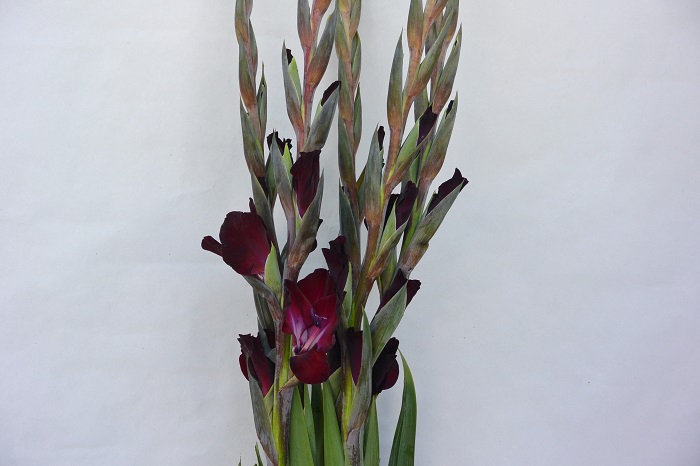 GLADIOLUS TAVIRA