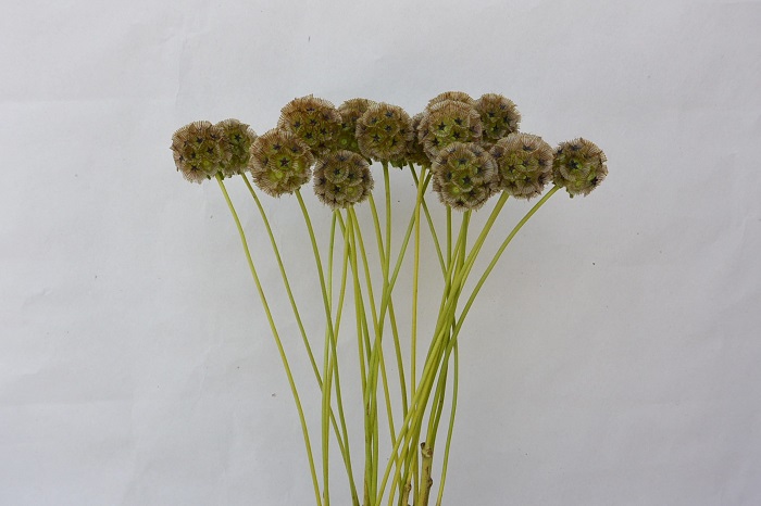 SCABIOUS STELLATA