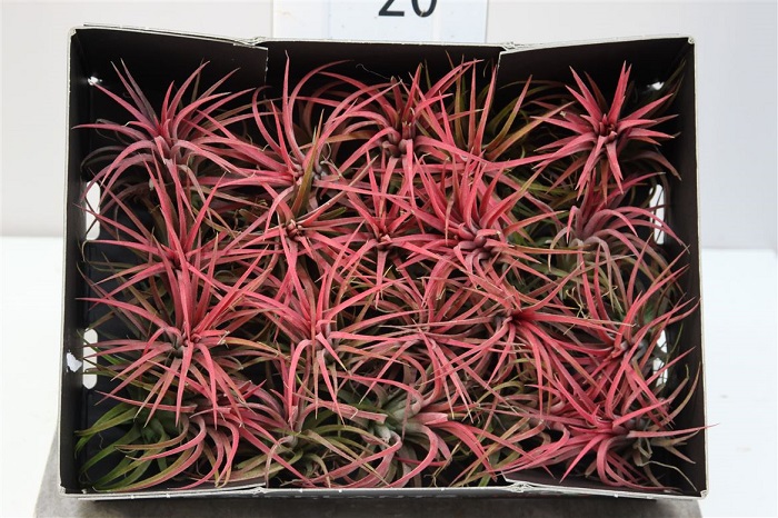 TILLANDSIA IONANTHA ROOD