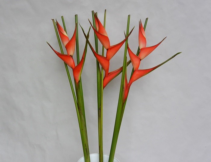 HELICONIA TROPICAL