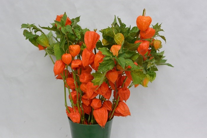 PHYSALIS (2)