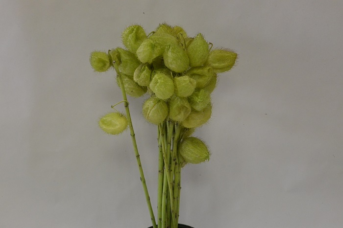 ASCLEPIAS MOBY DICK