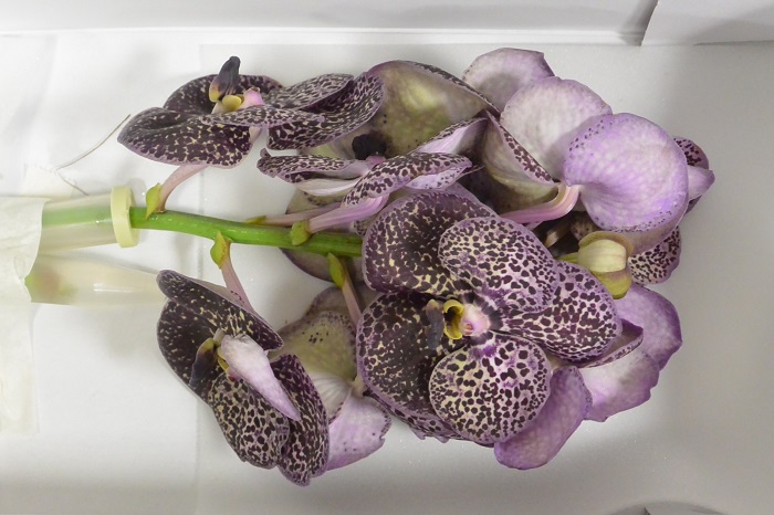 ORCHID VANDA SUNANDA DEEP PURPLE SPOTS