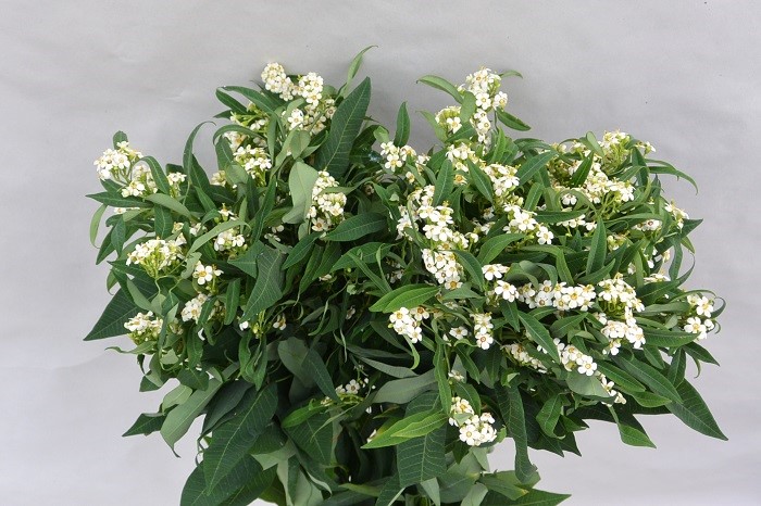 EUPHORBIA QUICKSILVER