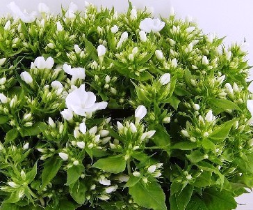 Phlox Danielle