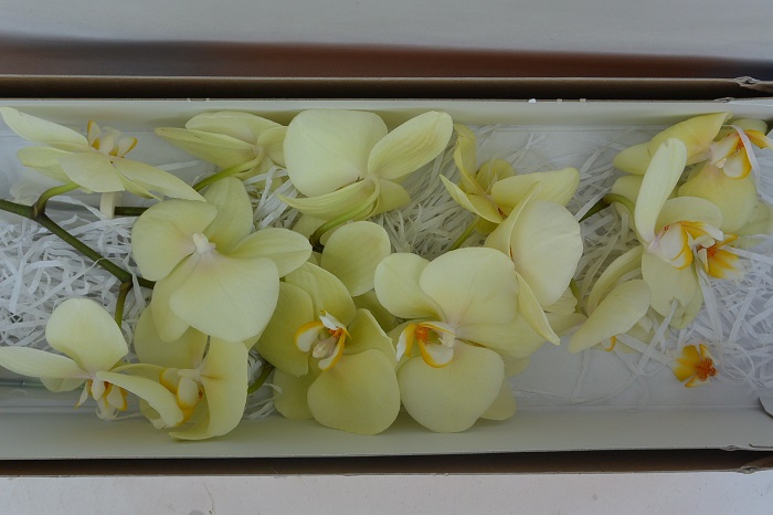 ORCHID PHALAENOPSIS ANTHURA DETROIT