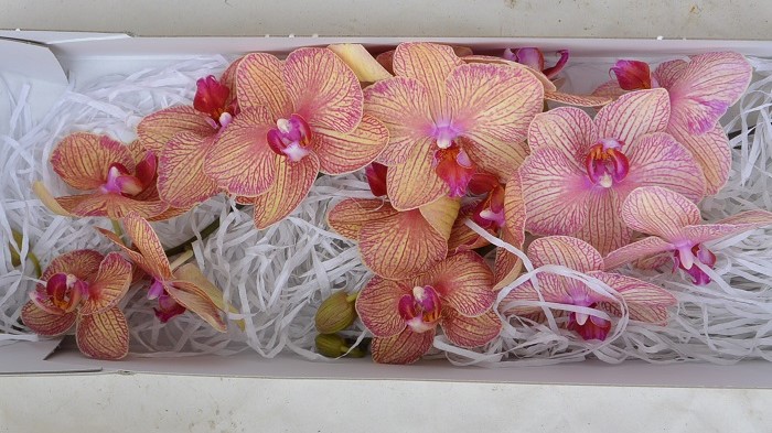 ORCHID PHALAENOPSIS GOLDEN TREASURE