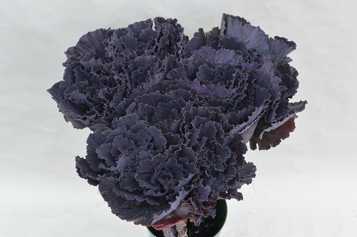 BRASSICA BLACK LEAF (2)