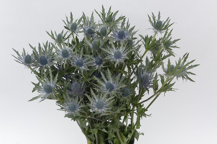 ERYNGIUM THISTLE ORION