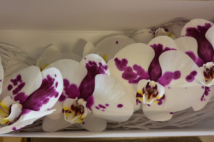 ORCHID PHALAENOPSIS CORDOBA