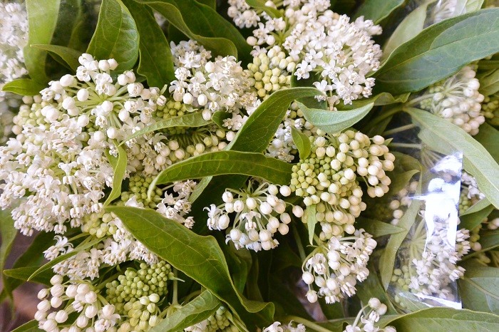 ASCLEPIAS