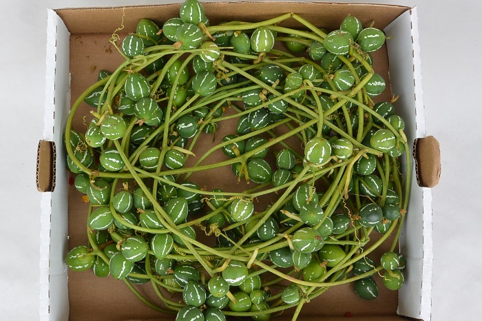 DIPLOCYCLOS
