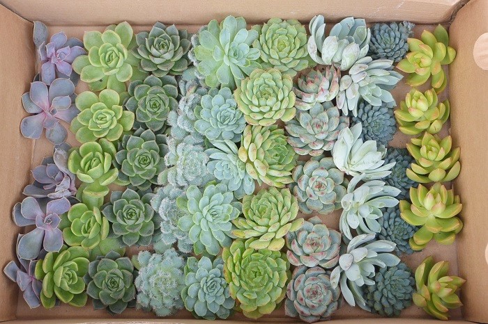 ECHEVERIA