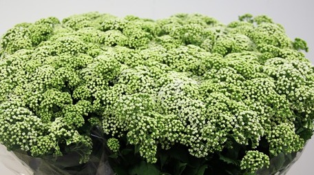 EUPATORIUM