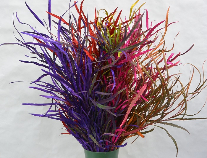GREVILLEA