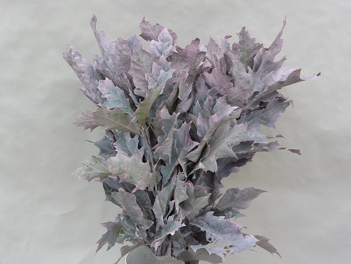 OAKLEAVES