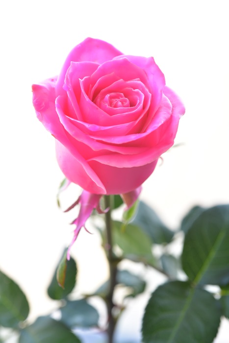 WAX ROSE