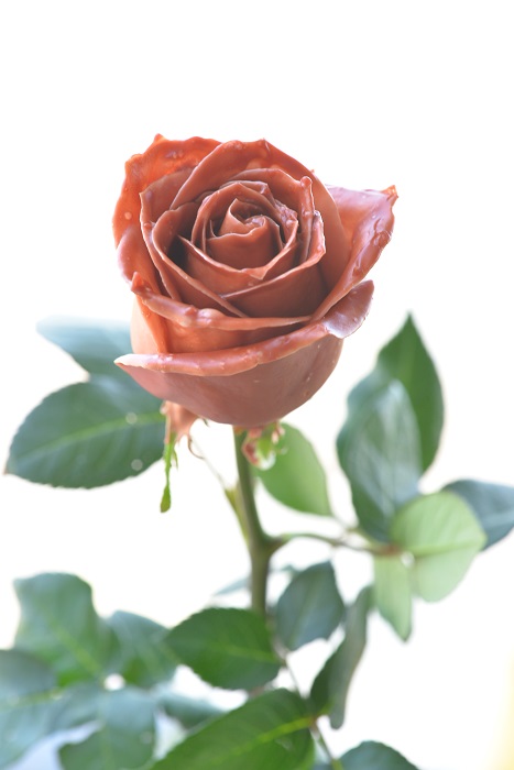 WAX ROSE