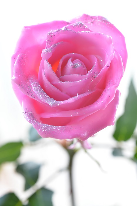 WAX ROSE