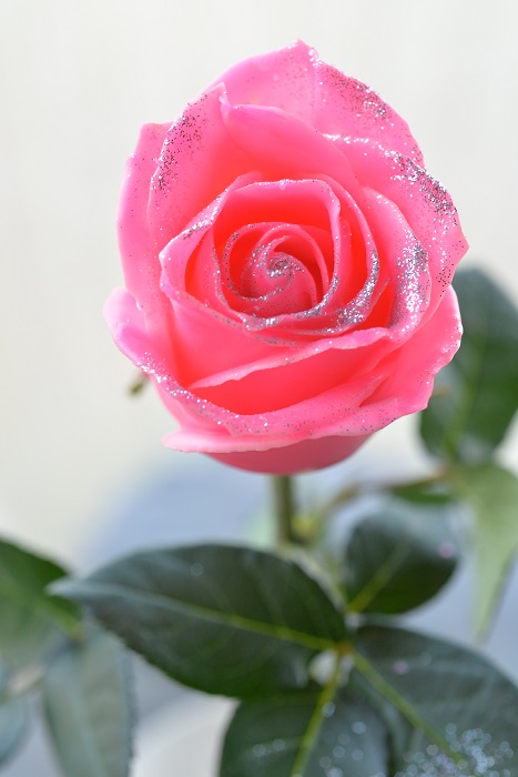 WAX ROSE