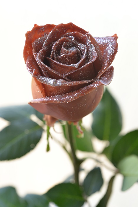 WAX ROSE