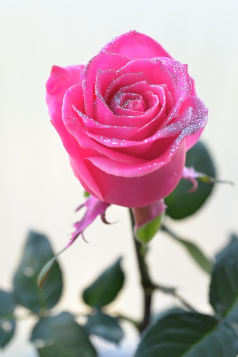 WAX ROSE