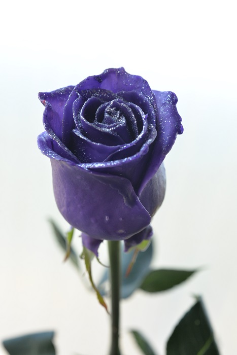 WAX ROSE