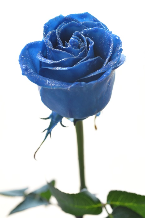 WAX ROSE