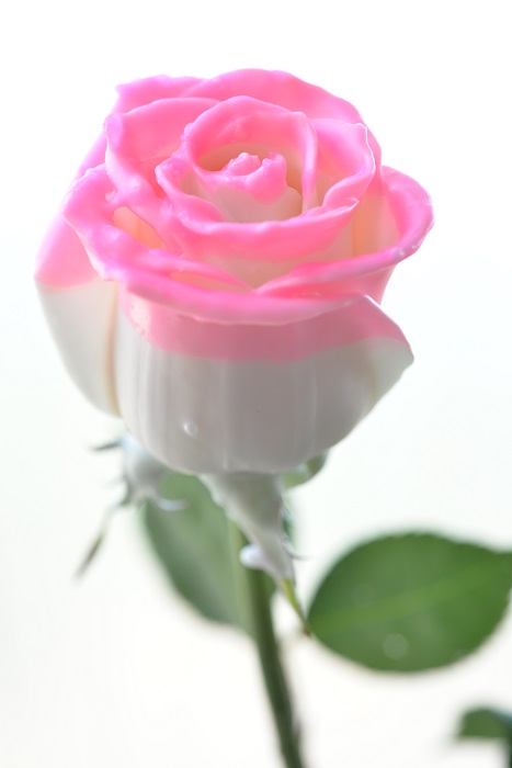 WAX ROSE
