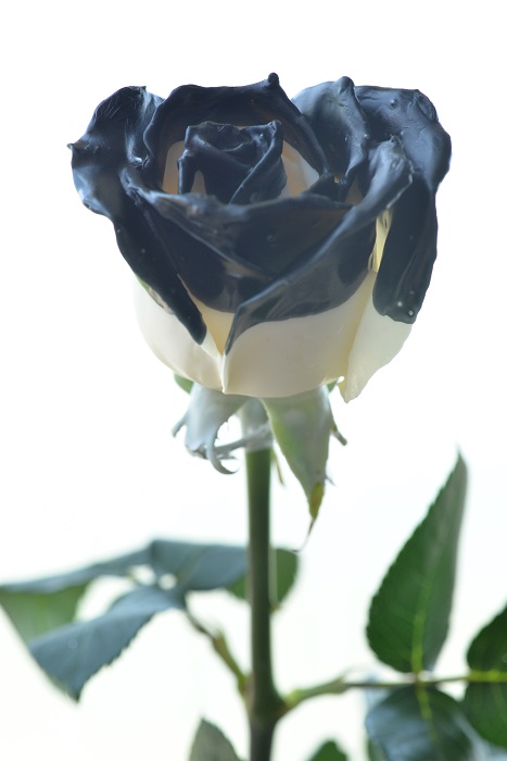 WAX ROSE
