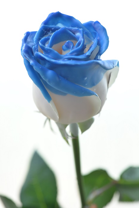 WAX ROSE