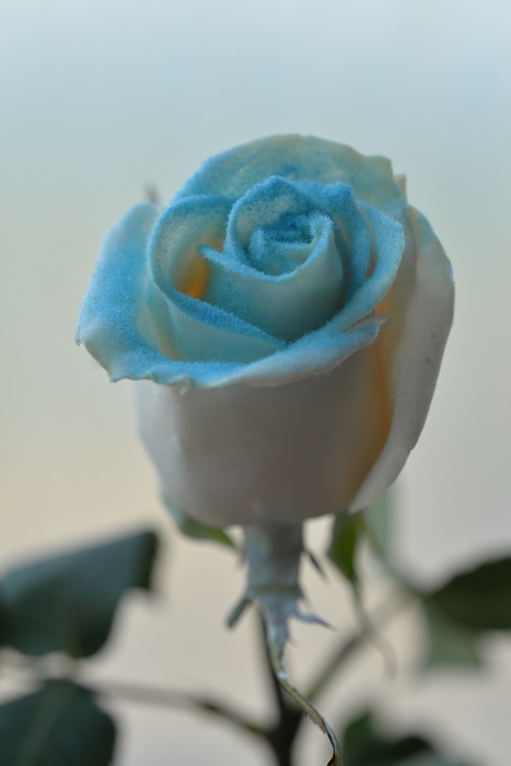 WAX ROSE