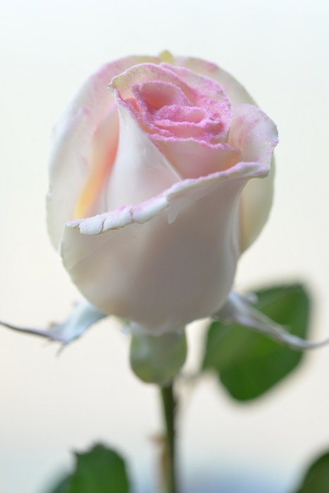 WAX ROSE