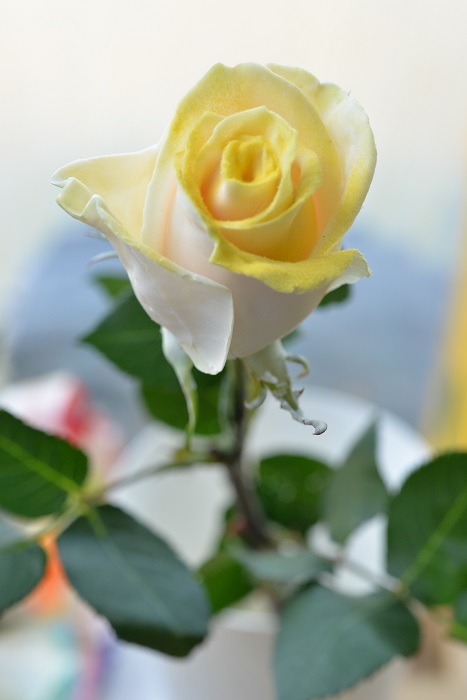 WAX ROSE