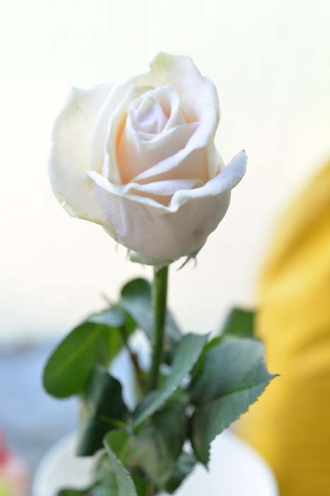 WAX ROSE