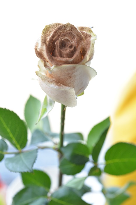 WAX ROSE