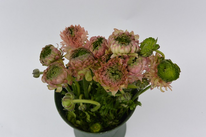 RANUNCULUS