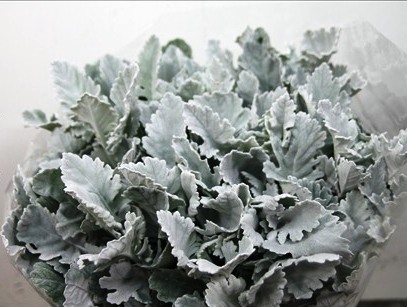 SENECIO